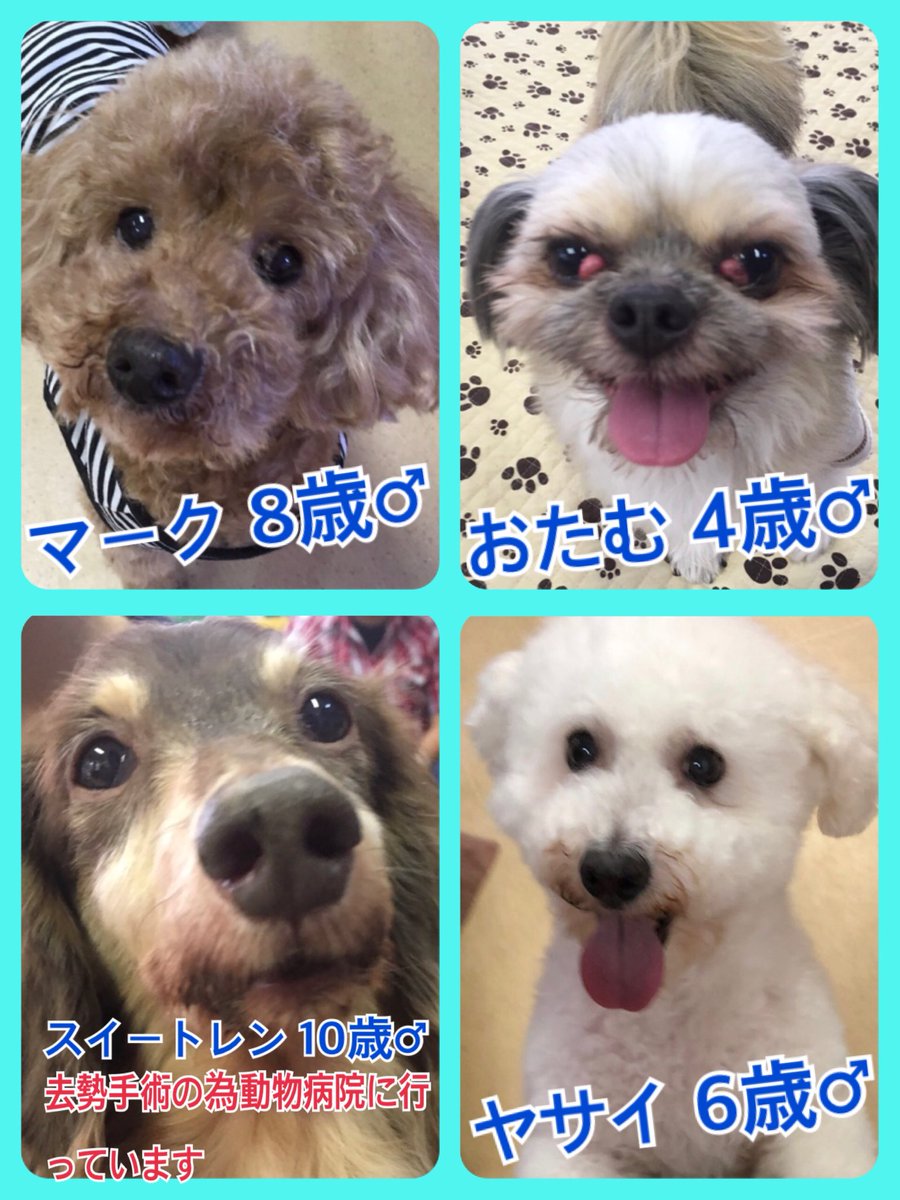 🐾今日の里親様募集中ワンコ🐶メンバーです🐾2019,6,22